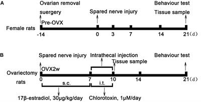 17β-Estradiol Attenuates Neuropathic Pain Caused by Spared Nerve Injury by Upregulating CIC-3 in the Dorsal Root Ganglion of Ovariectomized Rats